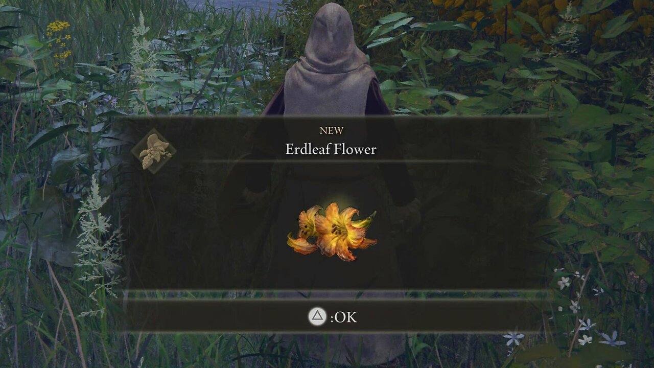 Fastest way to gather Erdleaf flower in the early game play | Elden ring