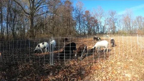 CUTE SHEEP *TIMELAPSE*!! HOMESTEADING WITH ANIMALS!!🐑🤩☺ #shorts #raisingsheep #timelapse