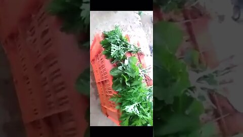 Трифиды придут и отмостят за мучения всех расстений