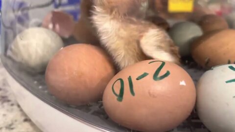 Chicks hatching early
