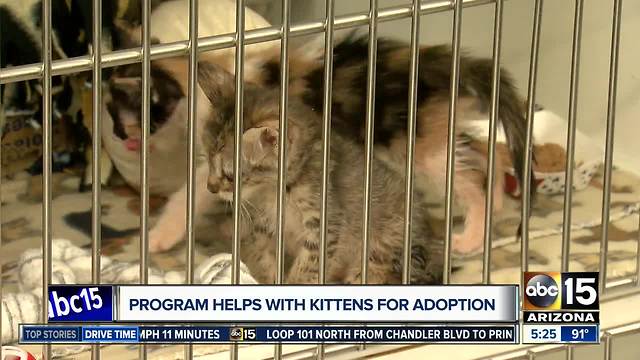 Don't kit-nap kittens, Arizona Humane Society says