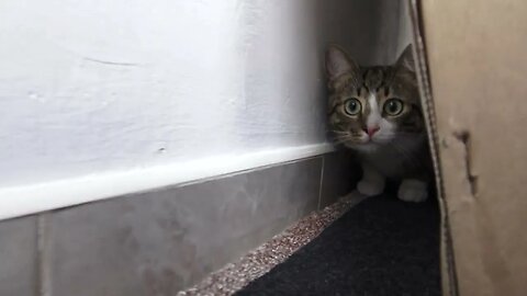 Funny Little Cat Comes out from His Hiding Place