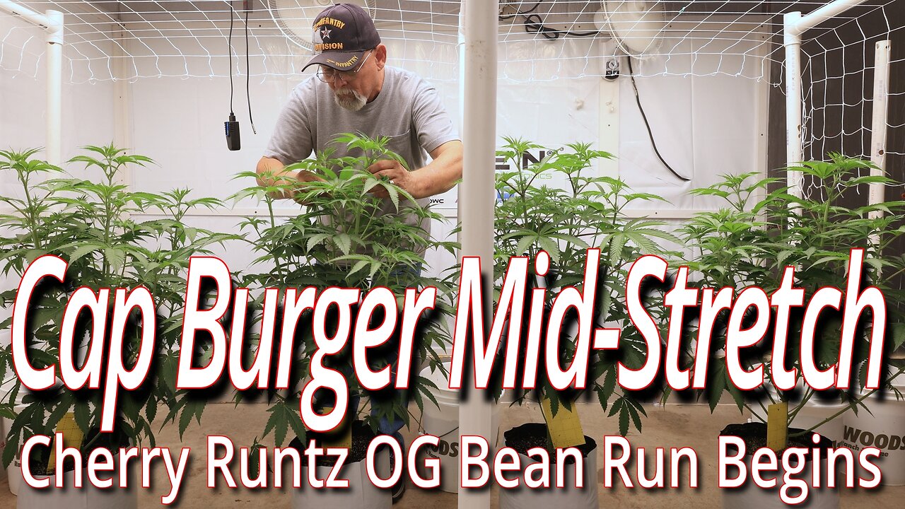 Cap Burger Mid Stretch, Cherry Runtz OG Starts FEM/Photo Bean Run