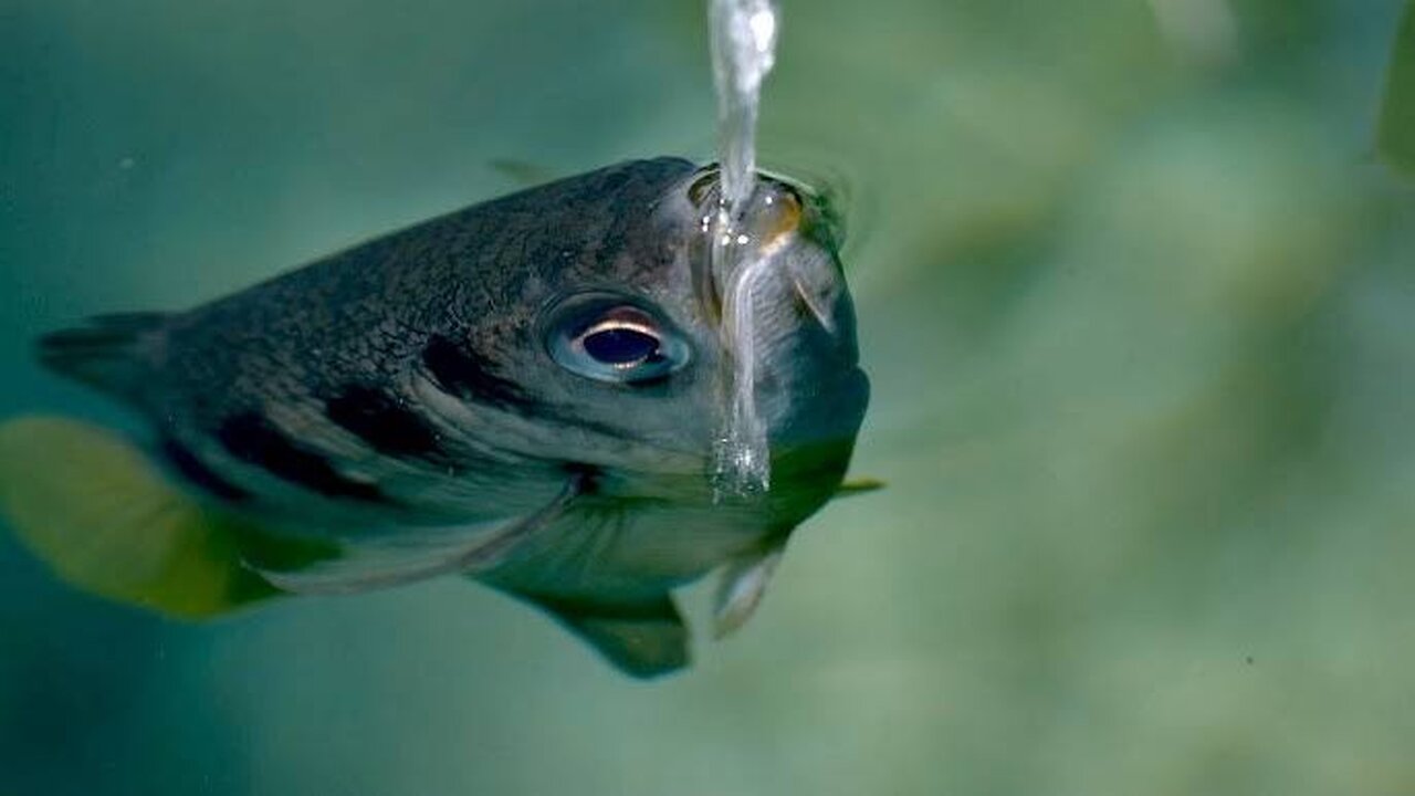 "Fish with a Deadly Aim: Archer Fish in Action"🐠🐟