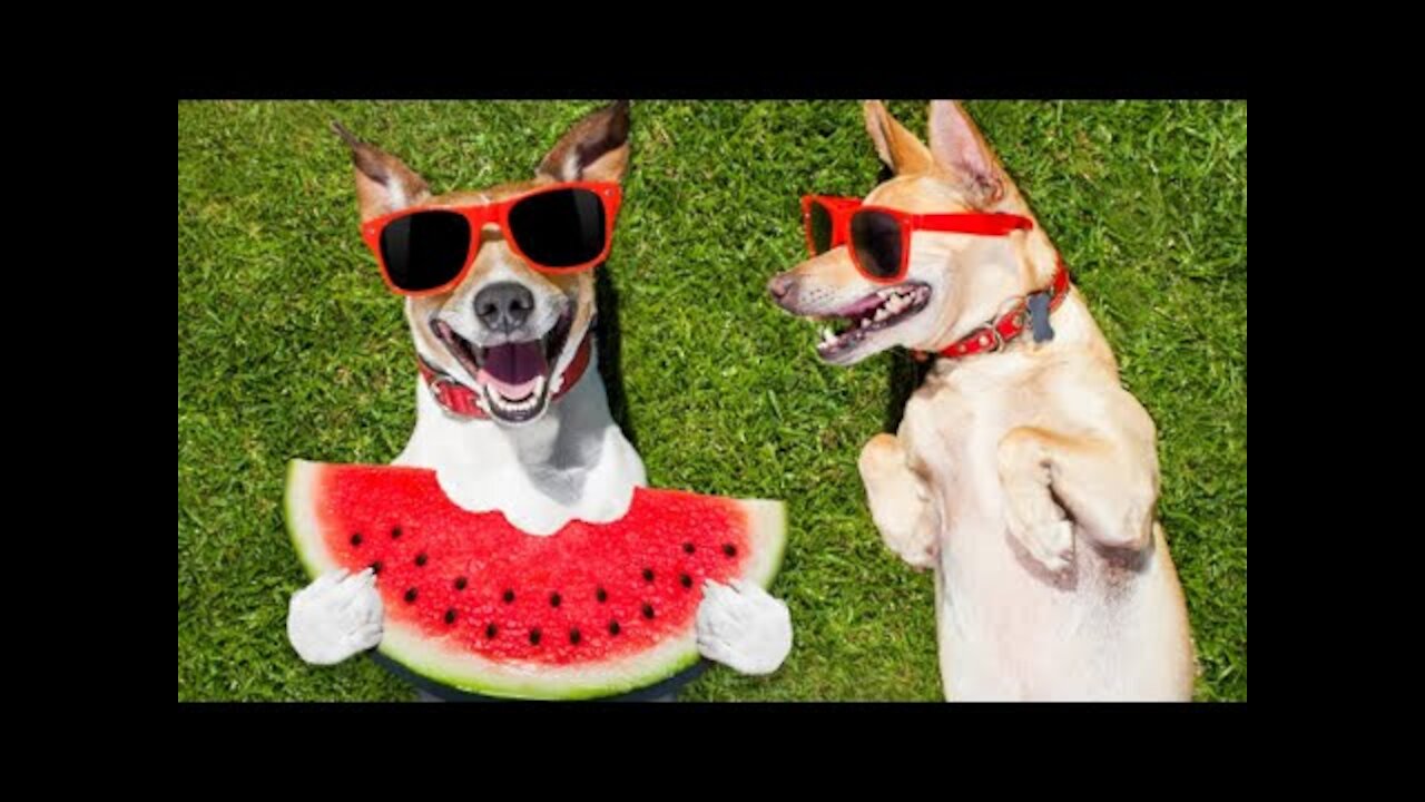 Funny Dog and Funny pet animals videos | creatures' Life