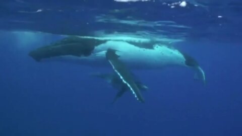 Sounds of Humpback whales and calf-10