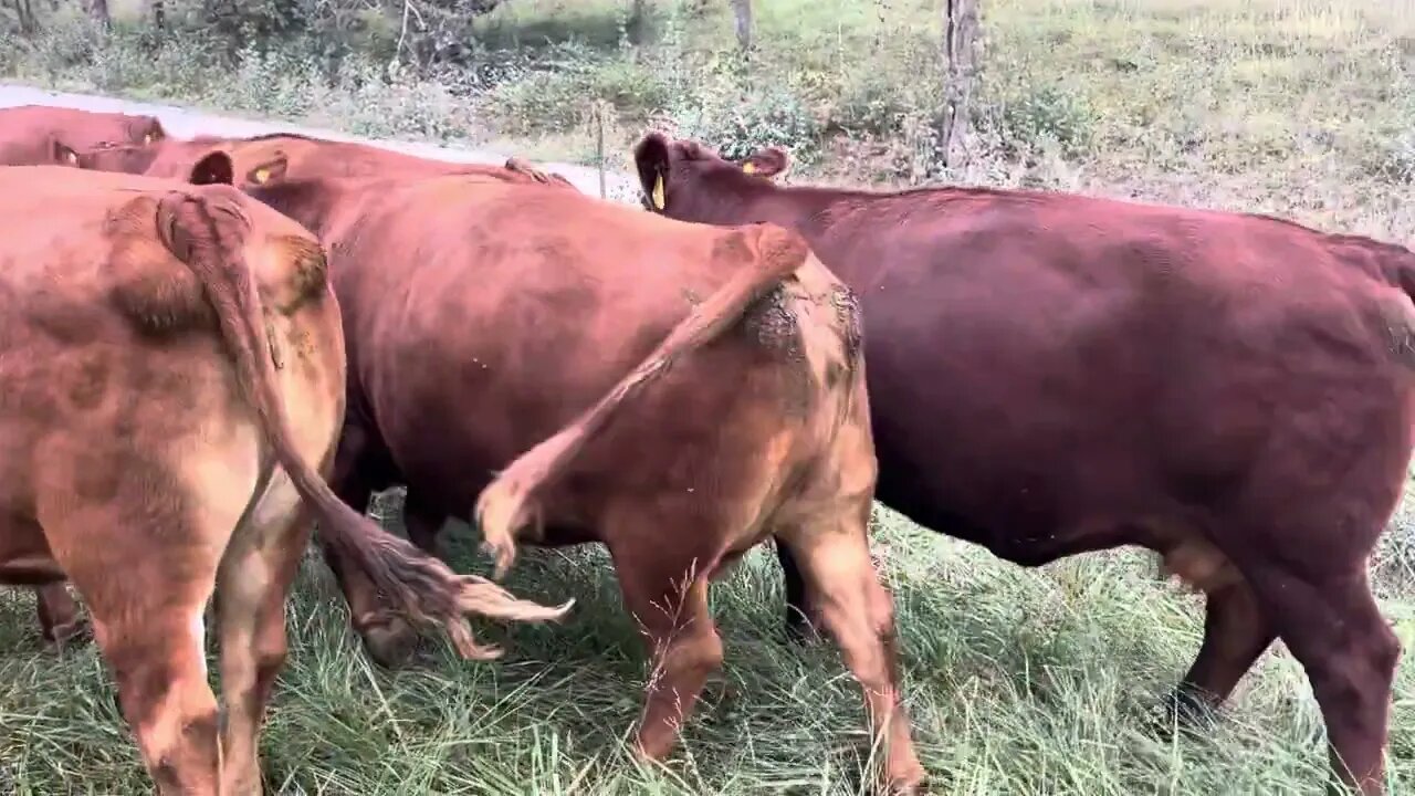 Green Pastures Farm bred pureblood South Poll cows on our on-line auction.