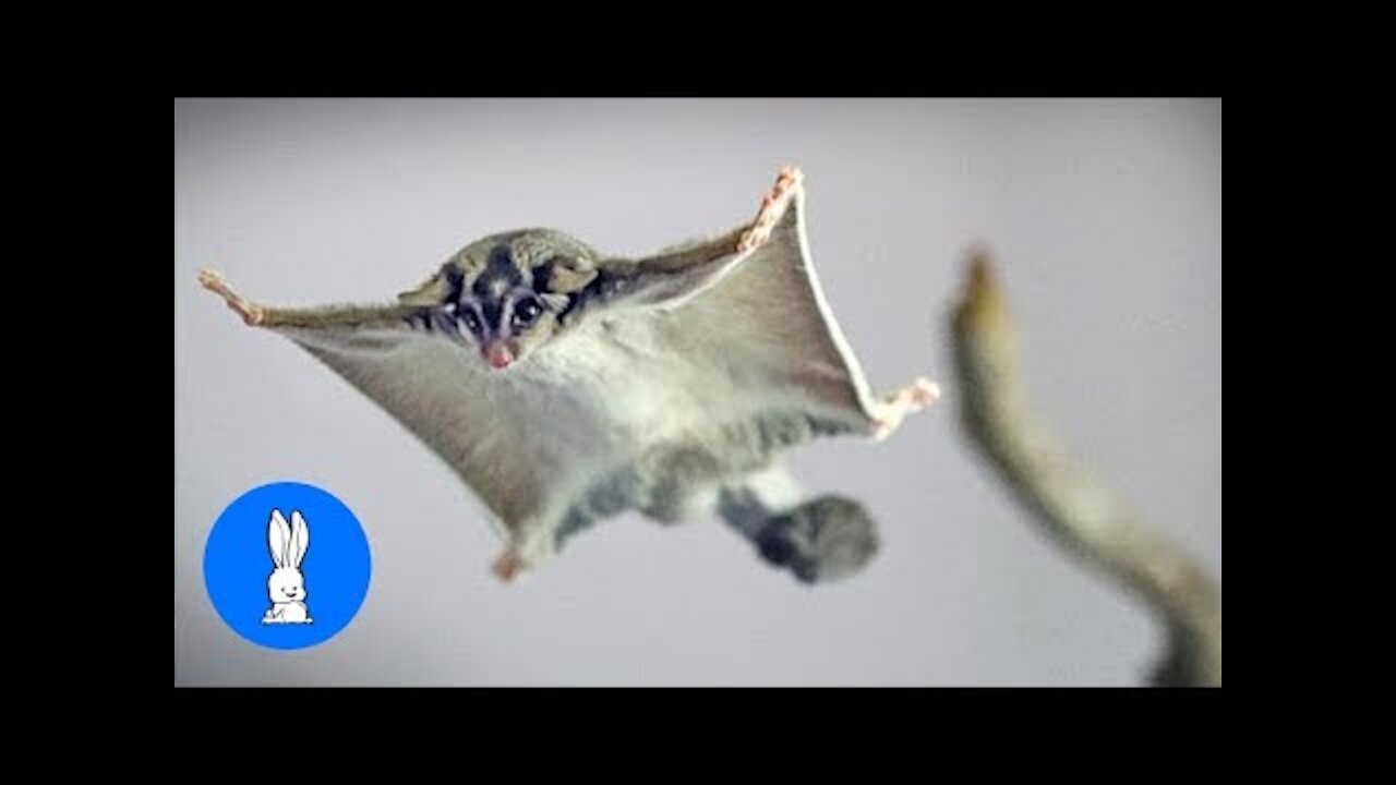 SUGAR GLIDERS Flying - Funny & Cute Compilation