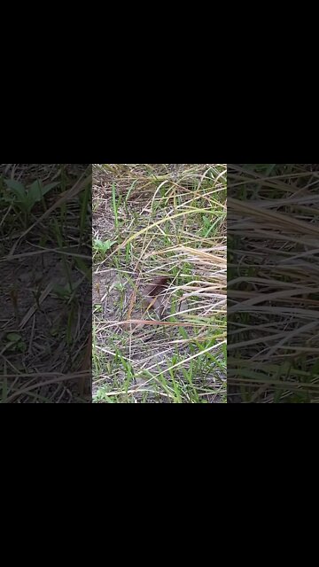 Deadly snake slowly moves away from us. Death adder 29/10/21