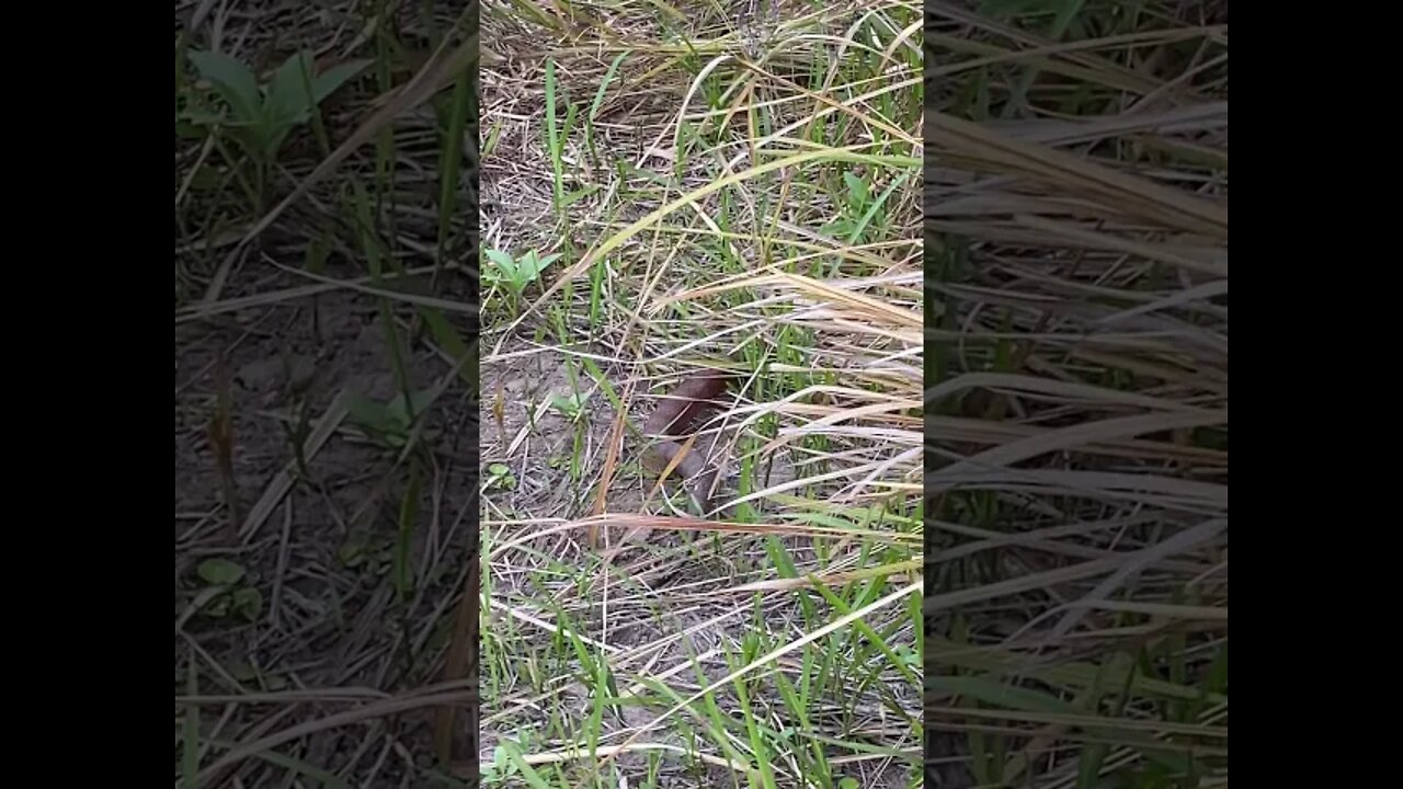 Deadly snake slowly moves away from us. Death adder 29/10/21