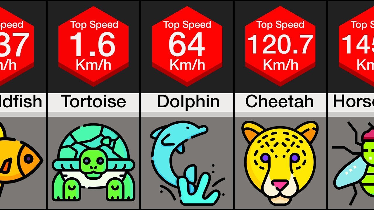 Comparison: Animal Speed