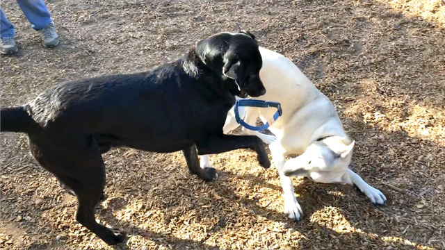 Playful dog friend swipes off Bruce's collar and tosses it to the ground