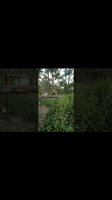 Mother of the ducklings, this is the paddock she came from before she had the ducklings, flies down