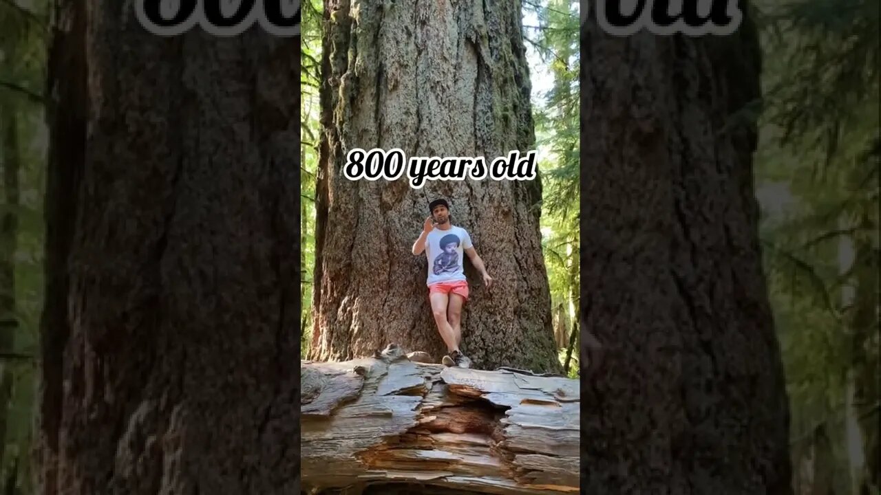 800 year old Douglas fir #wood #adventure #running #fitness #strong #workout #bc #vancouverisland