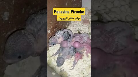 Poussins Piroche