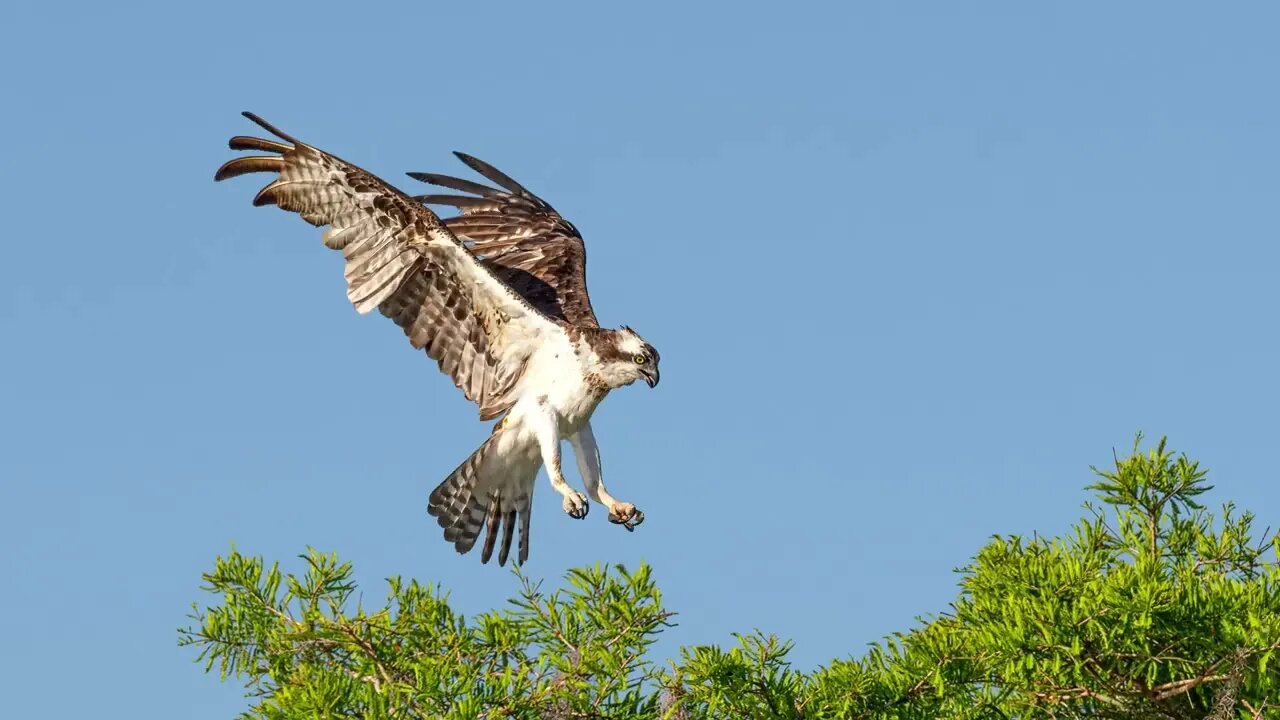 Osprey at Blue Cypress Lake, Sony A1/Sony Alpha1, 4k