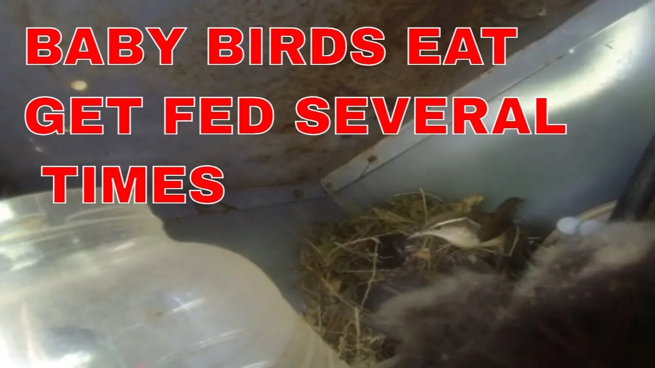 gopro hero 3 catch baby birds feedings