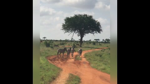 ZEBRA WALKING 🚶‍♀️