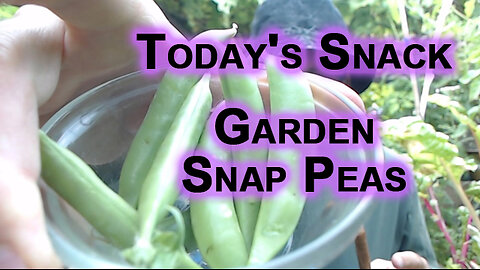Today's Snack: Snap Peas, Strawberries and Radish and Comments on DEI Sports [ASMR]