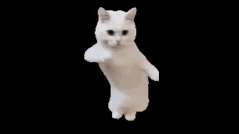 funny cat dancing