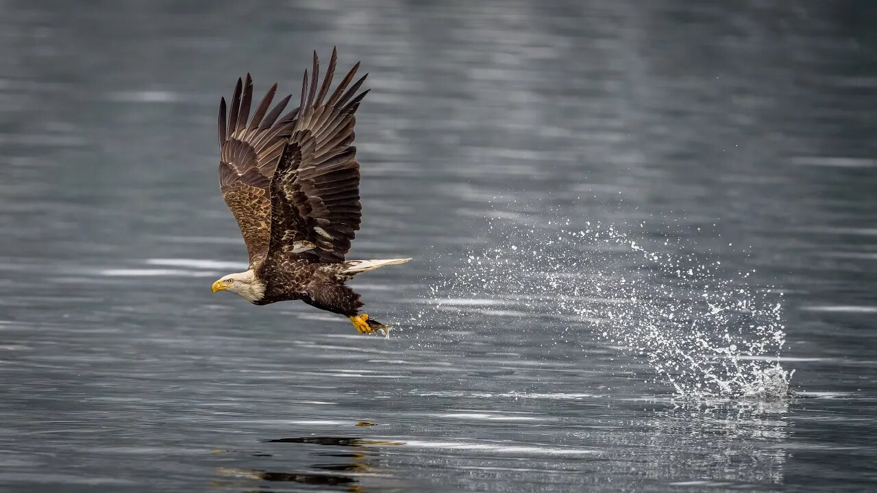 The Size of the Splash, Sony A1/Sony Alpha 1, 4k