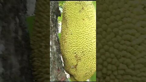 Jackfruit the most big Fruit in The world in Philippines #jackfruit #nature #philippines #shorts