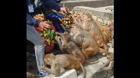 Monkey eat 55 Ibs Litchi || feeding litchi to the hungry monkey || monkey like litchi