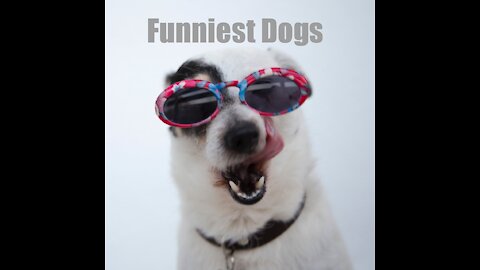 Funniest Dogs - Awesome Funny Animals Life Videos