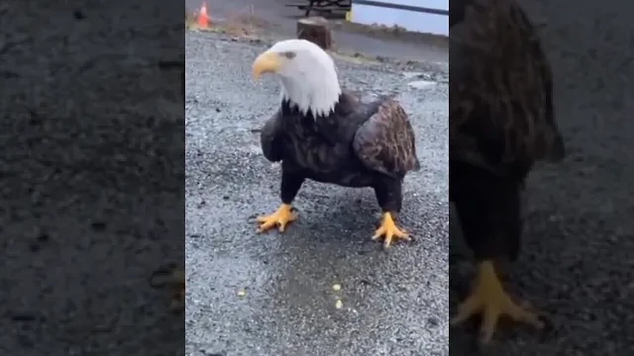 Guy feeds a huge eagle