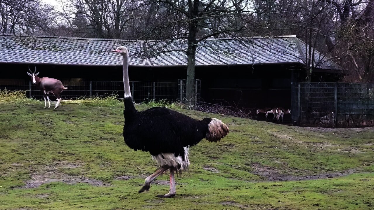 Ostrich walking around at Zoo Berlin