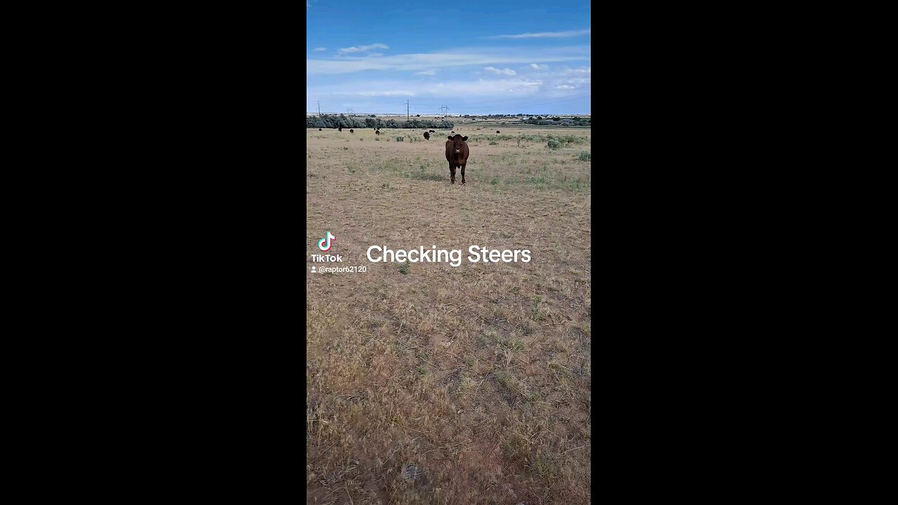 Checking Steers