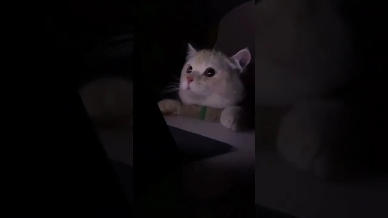 ❤️❤️❤️cat reaction funny cat #shorts