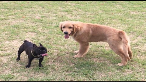 Golden Retriever and French Bulldogs