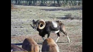 Pure Mouflon Ram "MegaMax"40"5years old Mouflon