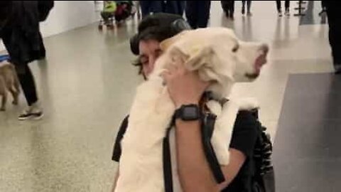 Reencontro emocionante entre dono e o seu cão no aeroporto