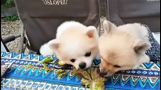 Vegetarian dogs snack on piece of lettuce