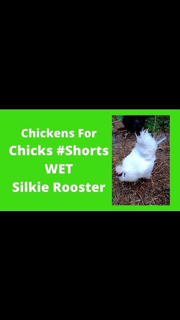 White Silkie Rooster Soaking Wet #Shorts