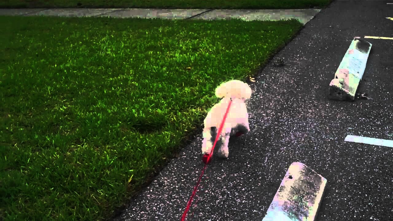 Bobo in his Red Booties