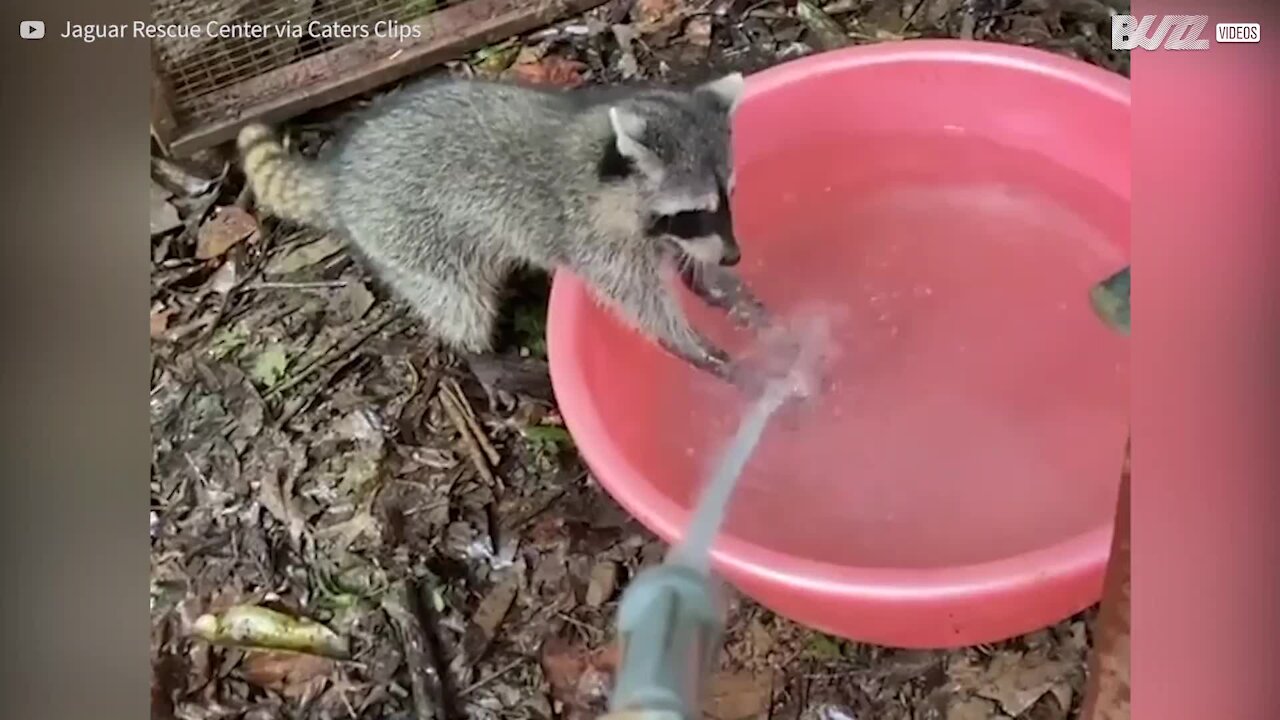 Cet adorable raton laveur nous montre comment se laver les mains