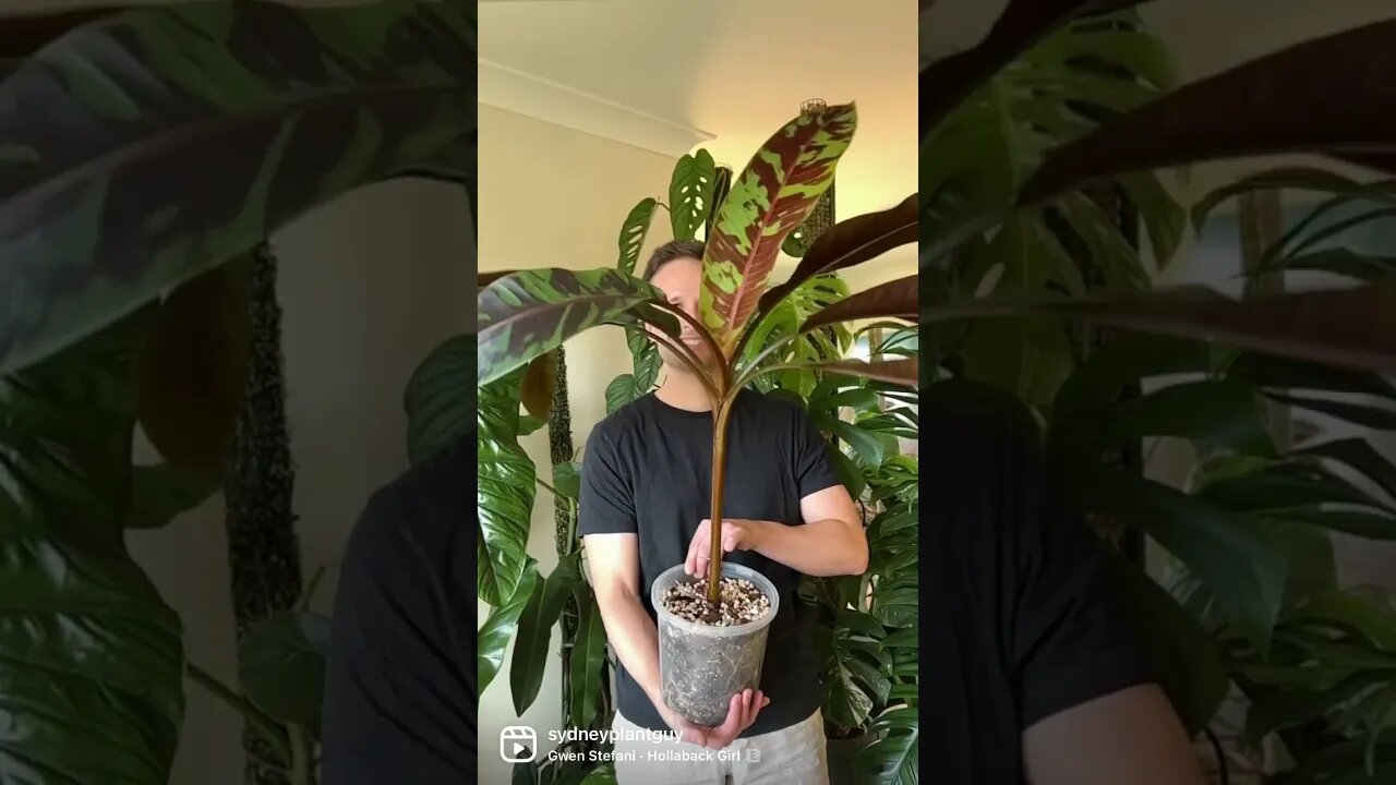 After one year of growing this blood banana I’m slowly getting confident about its care requirements