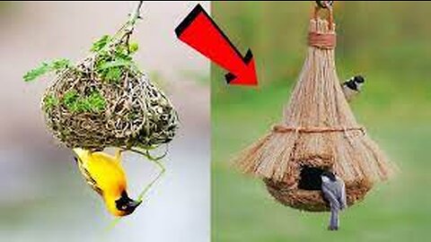 ১০টি এমন পাখির বাসা যা দেখতে হলেও কপাল লাগে Most Amazing Bird Nests In The World - মায়াজাল