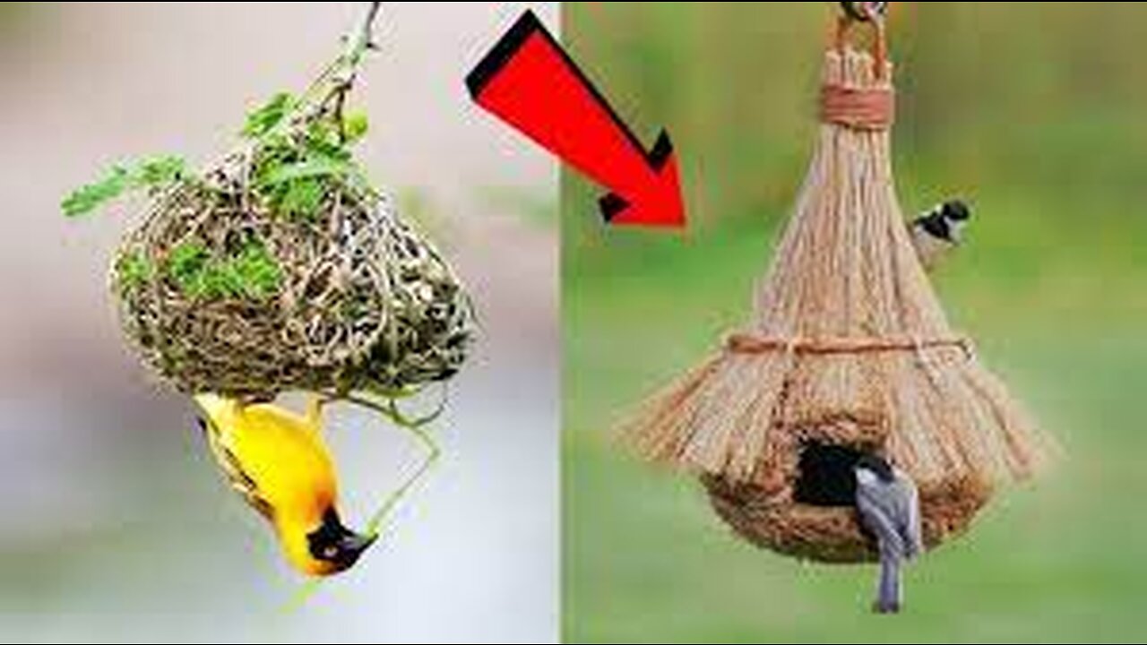 ১০টি এমন পাখির বাসা যা দেখতে হলেও কপাল লাগে Most Amazing Bird Nests In The World - মায়াজাল