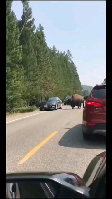 Beast Attack Supercar On Road _ Cute Wild Animals