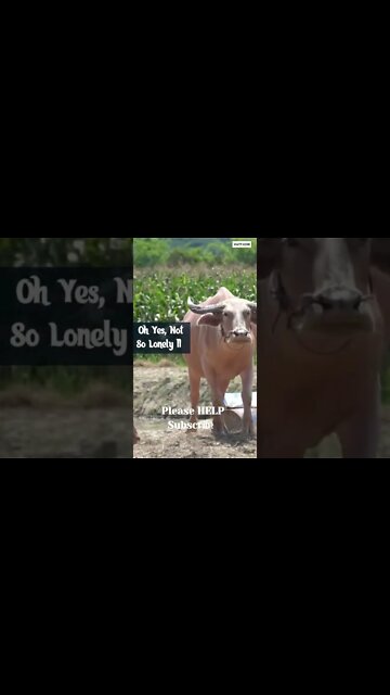 #cows #cowslife, Peaceful for now #shorts