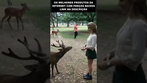 muito educado esse cervo