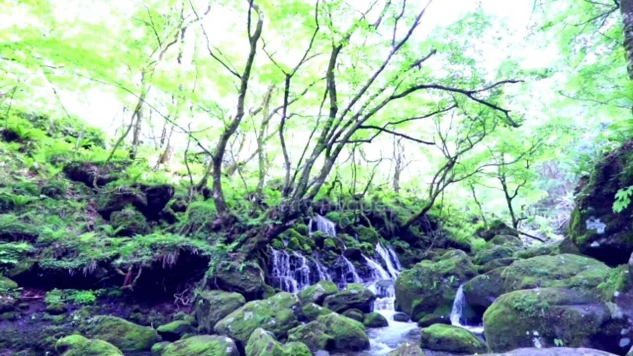 Musik Relaksasi pagi Pohon dan suara burung hutan relaxing relaxing music sleep