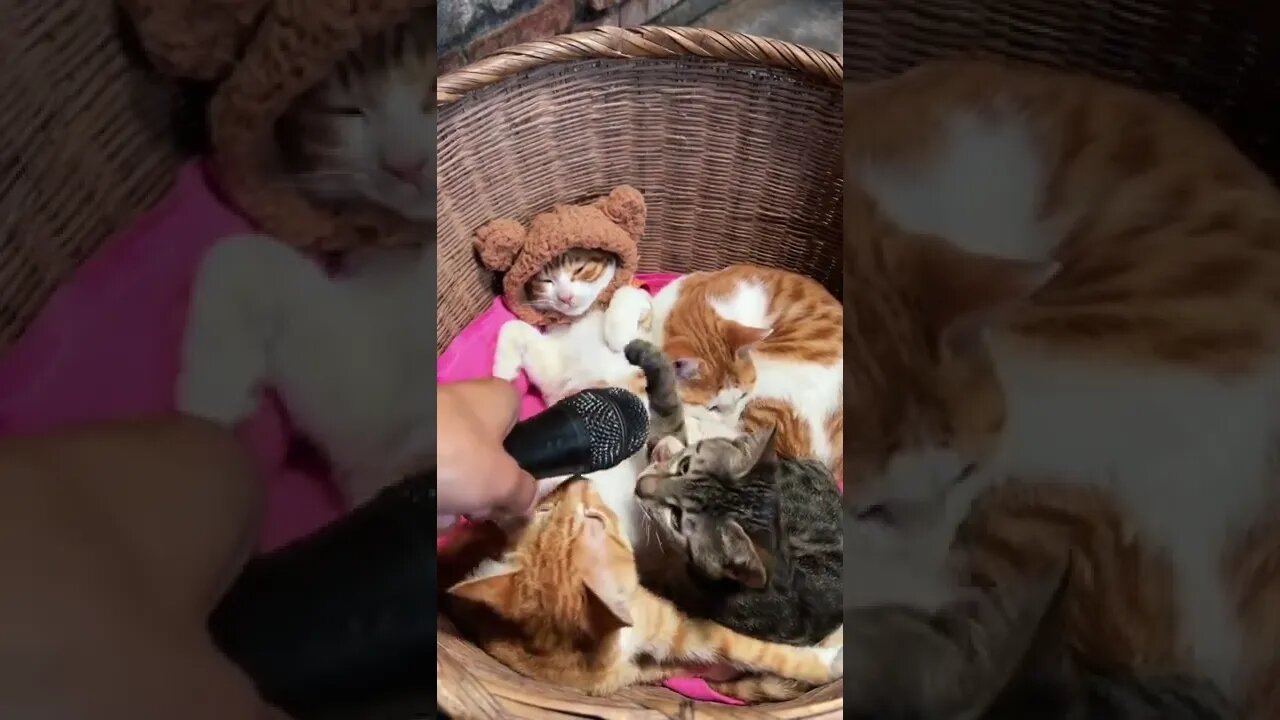 our cute cats