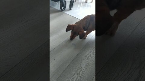 That disguisting earwig