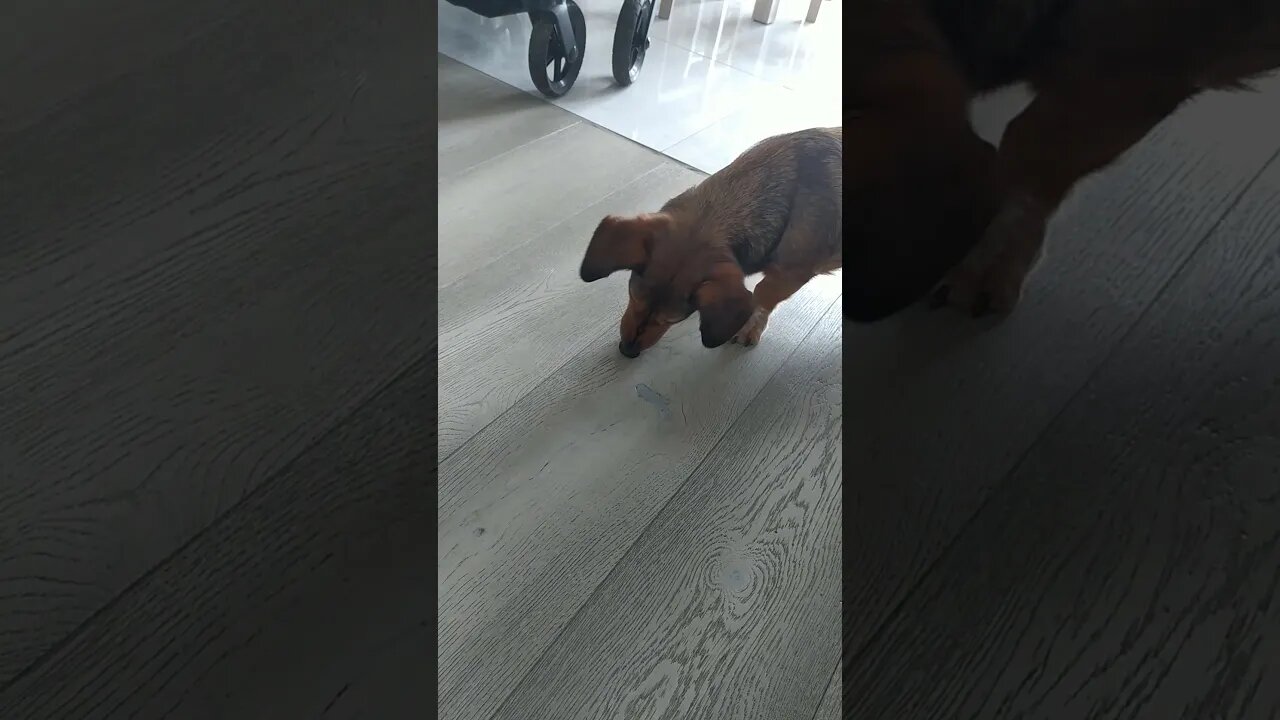 That disguisting earwig