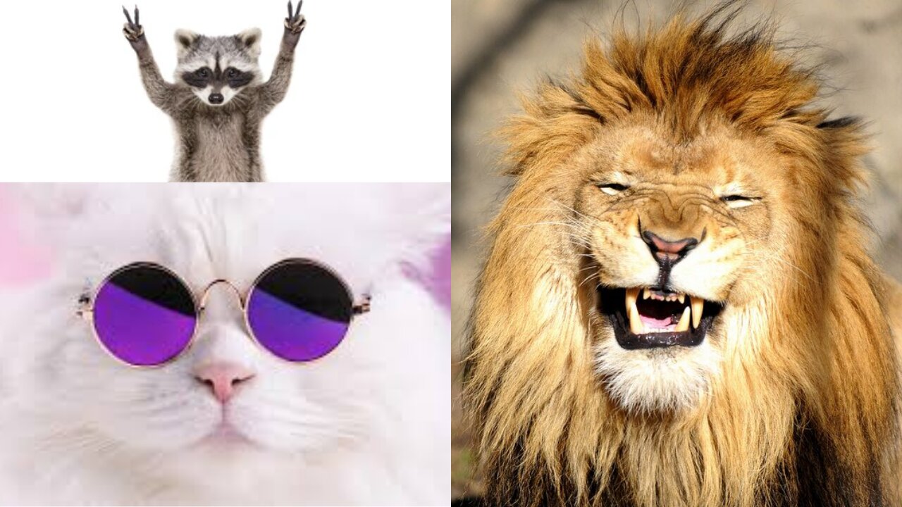 CutePet FunnyAnimals Funny CUTE PET & FUNNY ANIMALS 2021